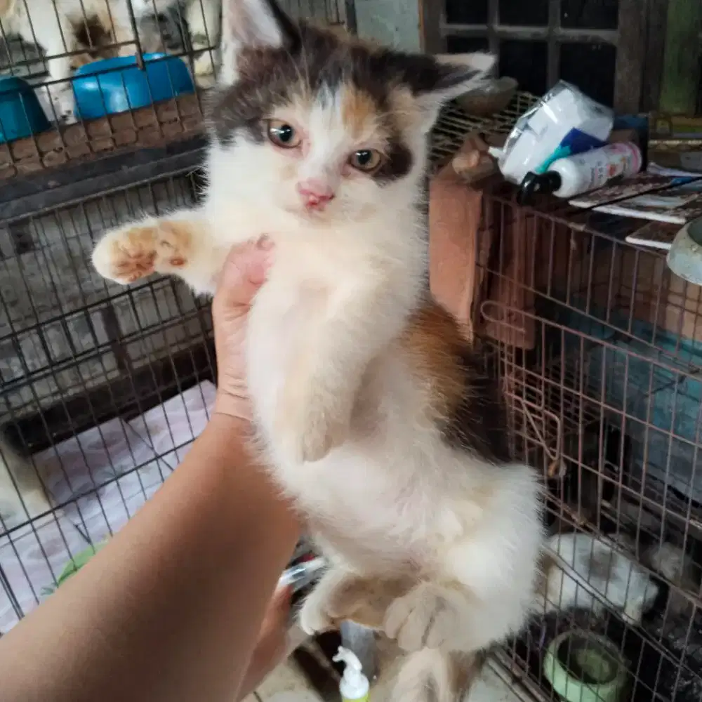 Kitten mixdome betina
