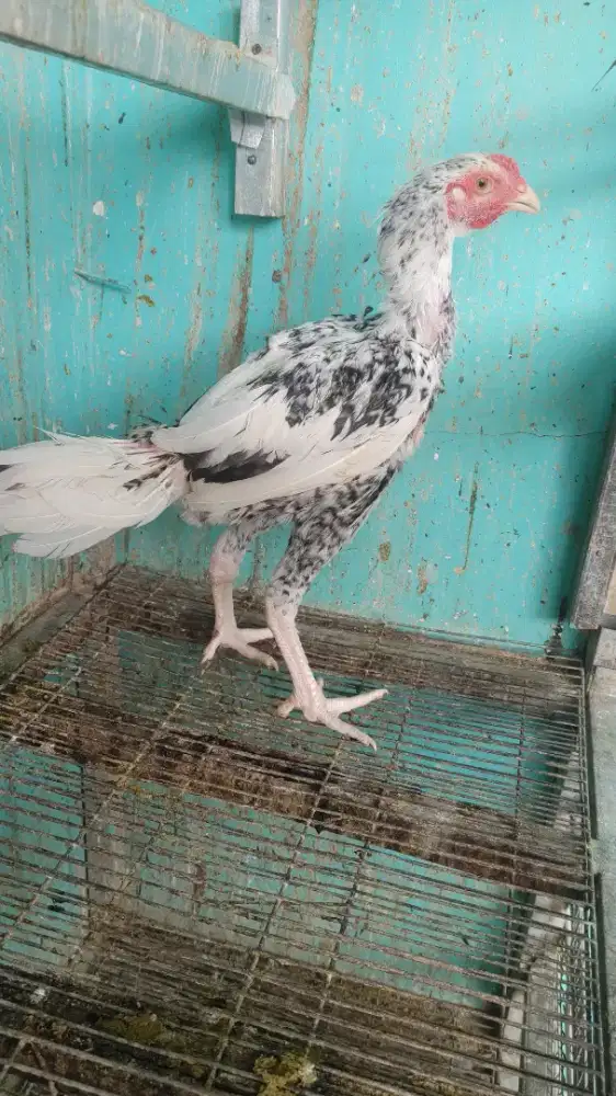 Ayam Pakhoy Manaedaeng