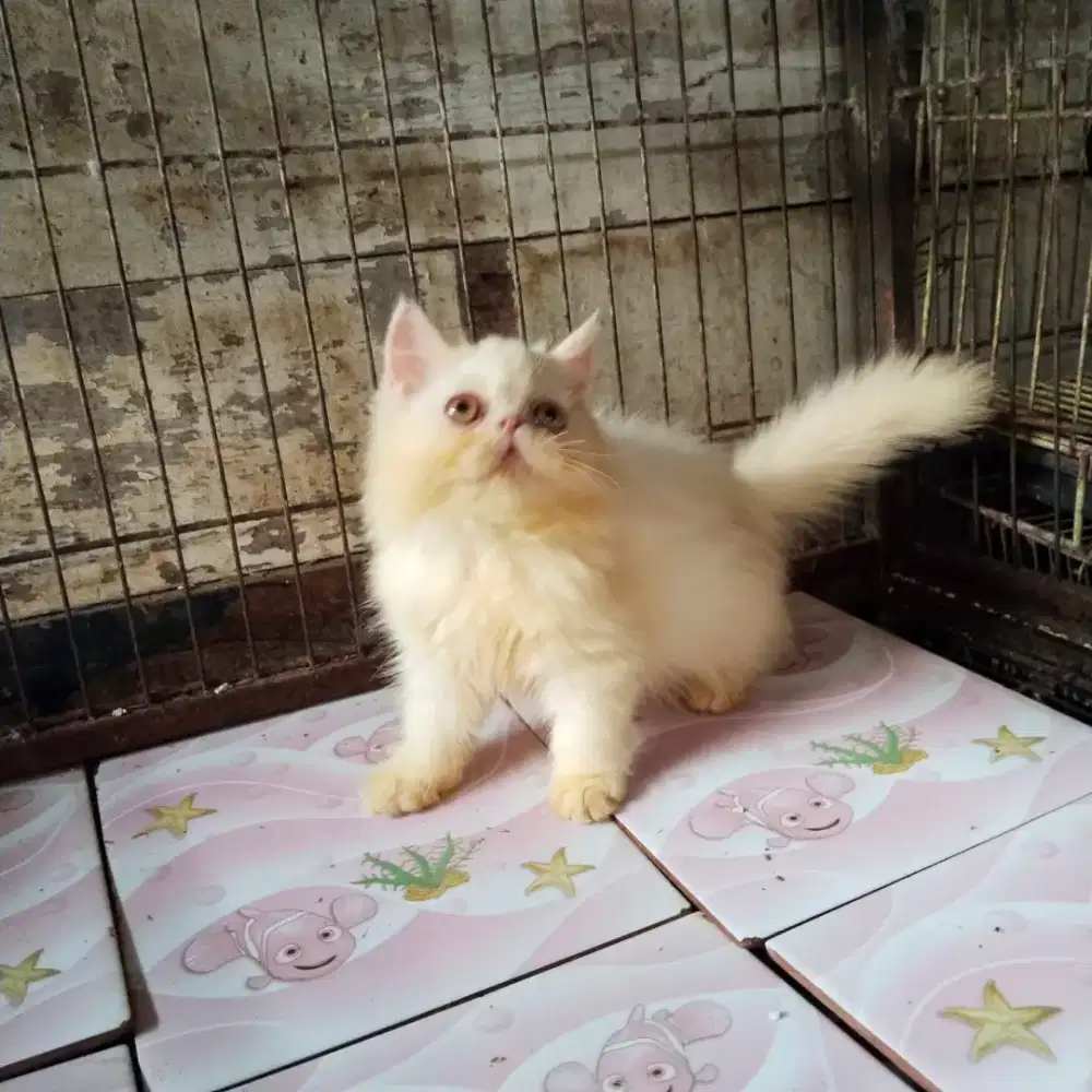 Kitten peaknose betina