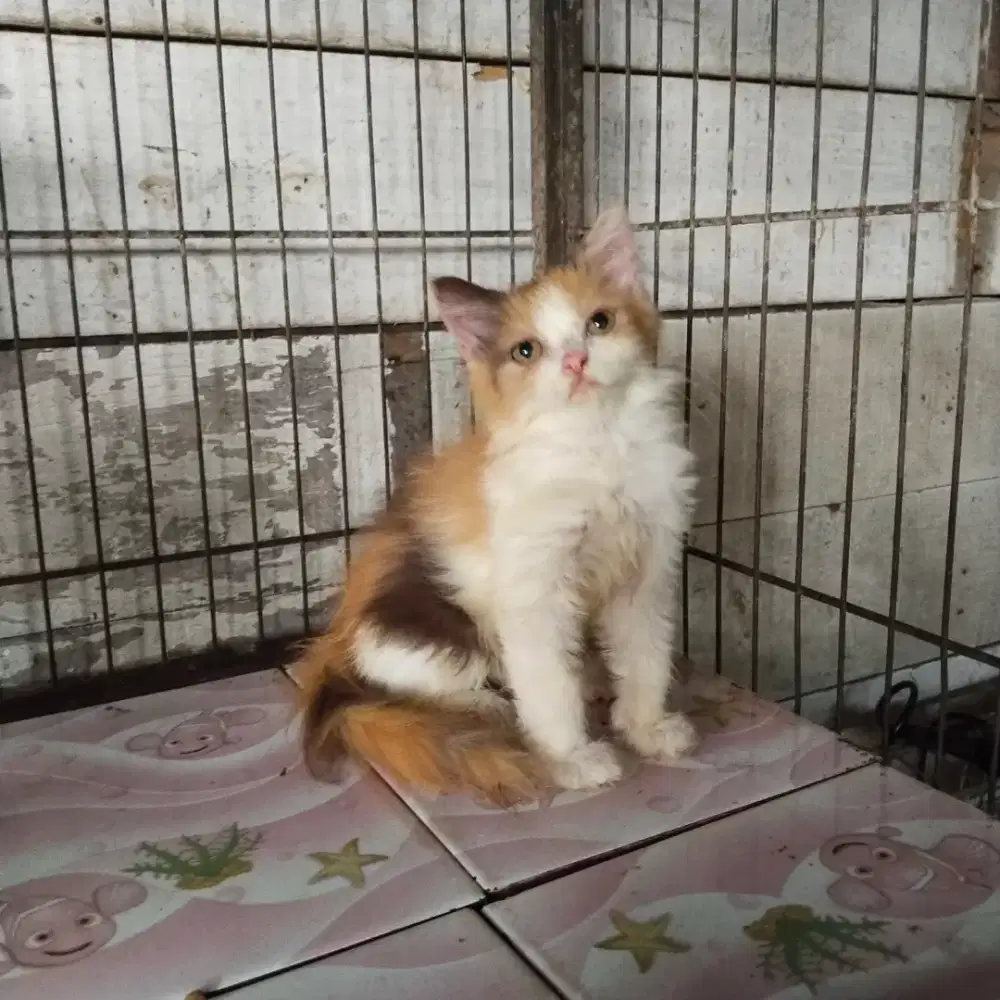 Kitten Persia betina 2bln
