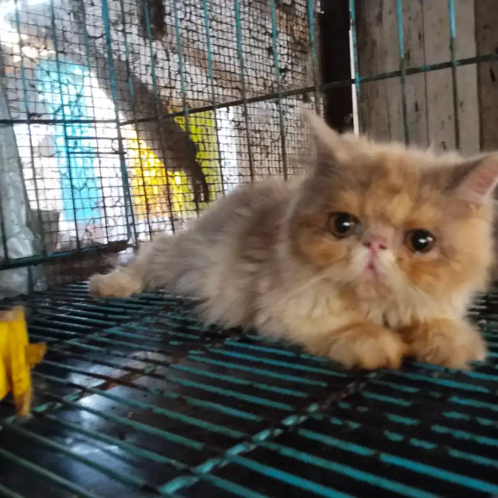 Kitten peaknose betina 4bln
