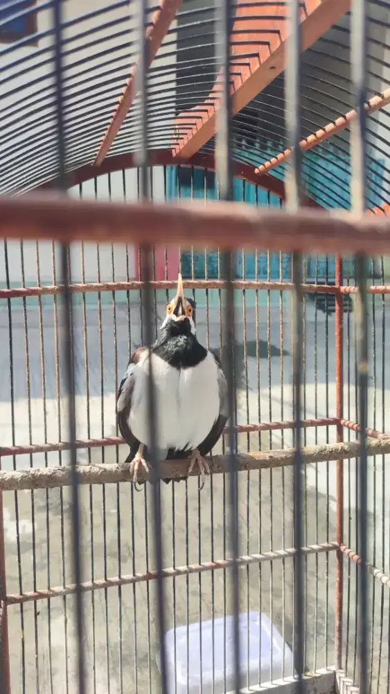 Burung Jalak suren