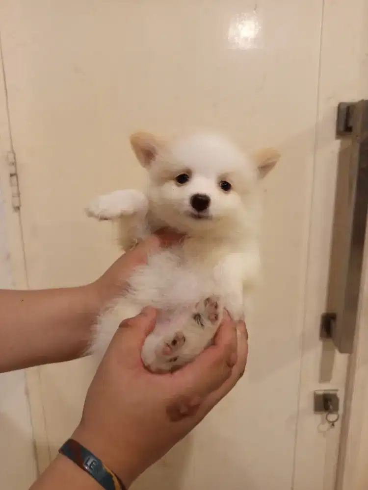 Anakan pom/pomeranian