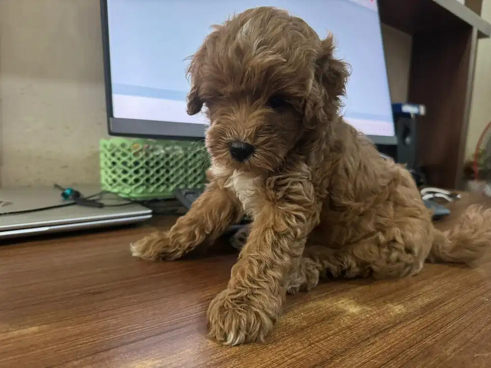 Toy Poodle usia 3 bulan