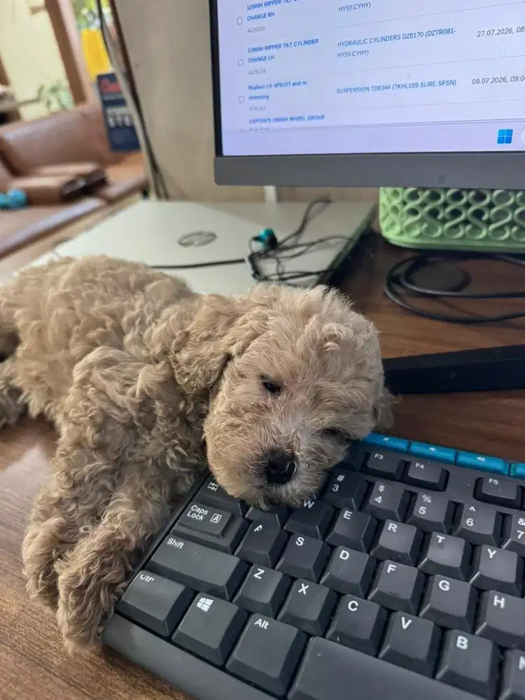 Toy Poodle Cowok Lucu