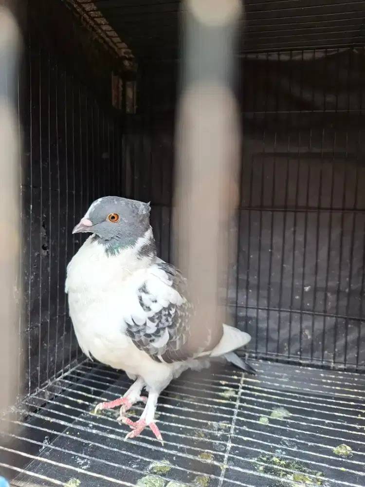 MERPATI ENDEMIK SONGKOP