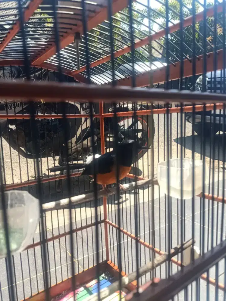 Burung Murai Borneo
