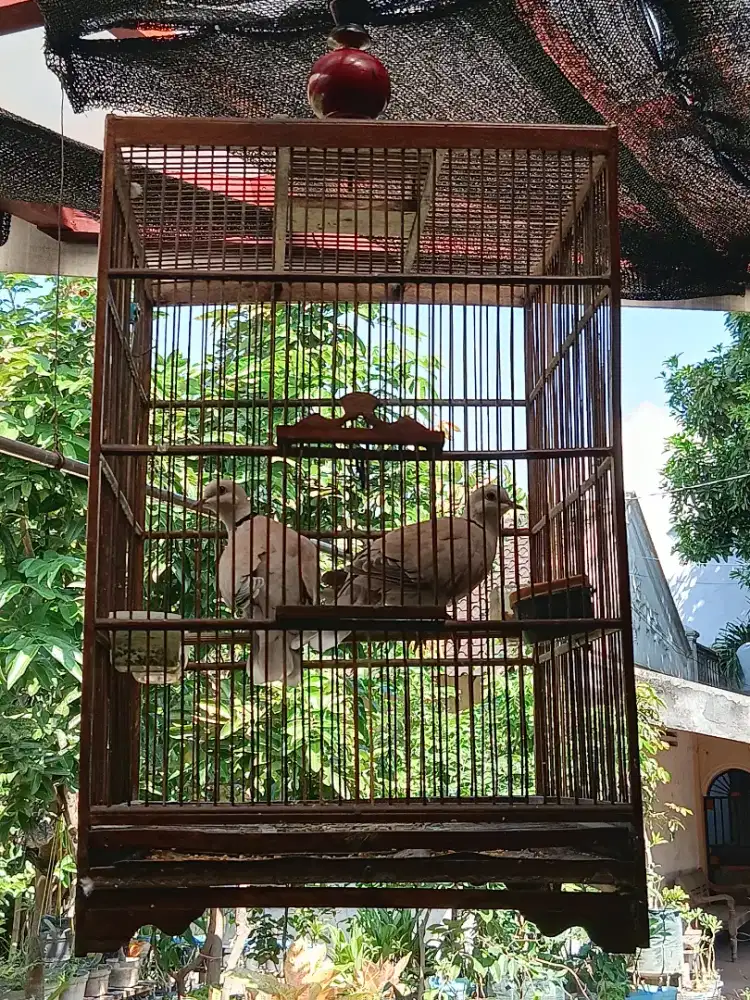 SEPASANG BURUNG PUTER PELUNG KOMPLIT SANGKAR.