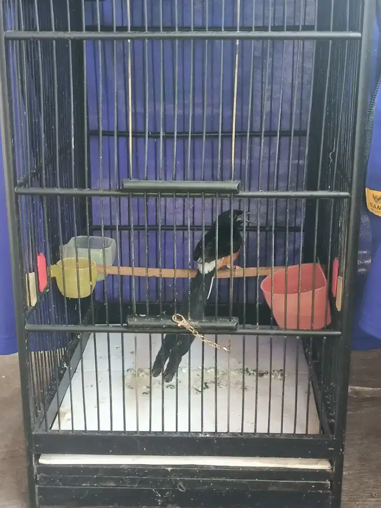 Murai bahan pastol giras
