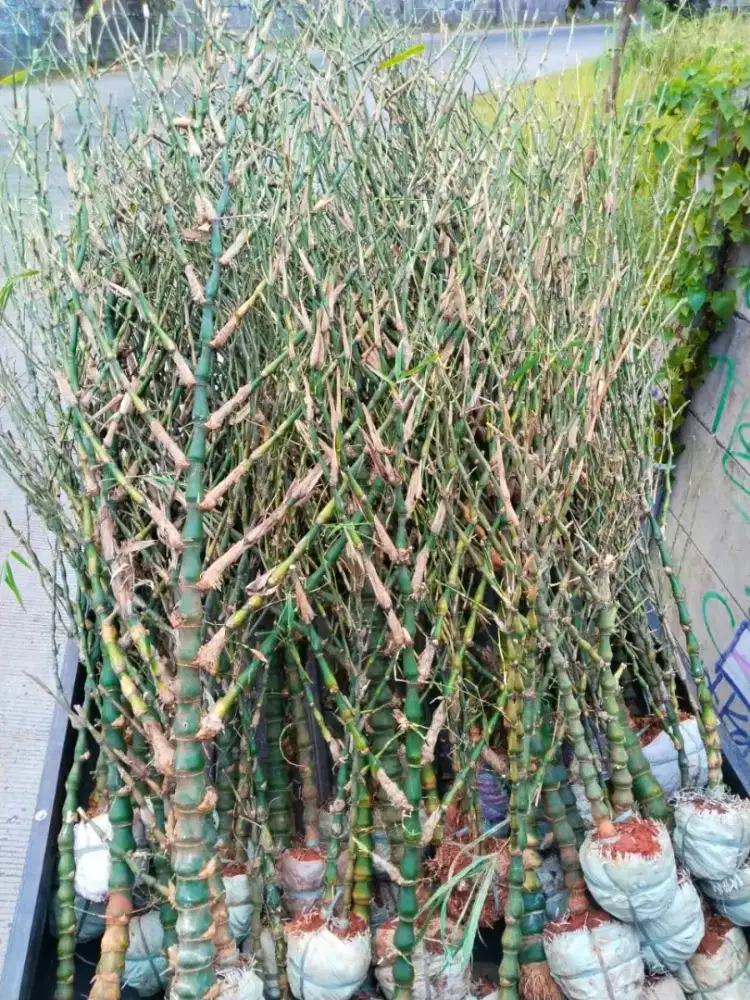 Bambu budha / bambu nagin