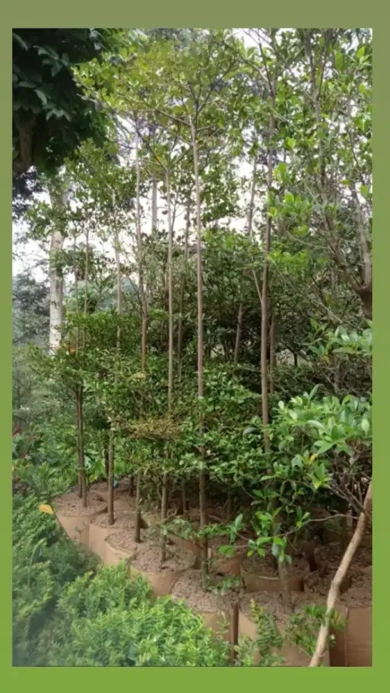 Ketapang kencana tinggi 3,5 meter