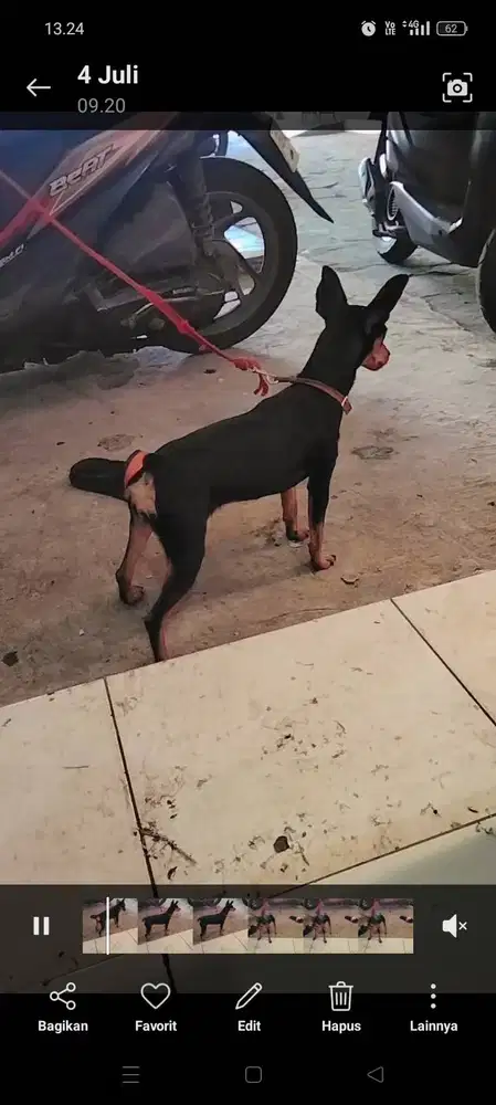 Miniatur pinscher