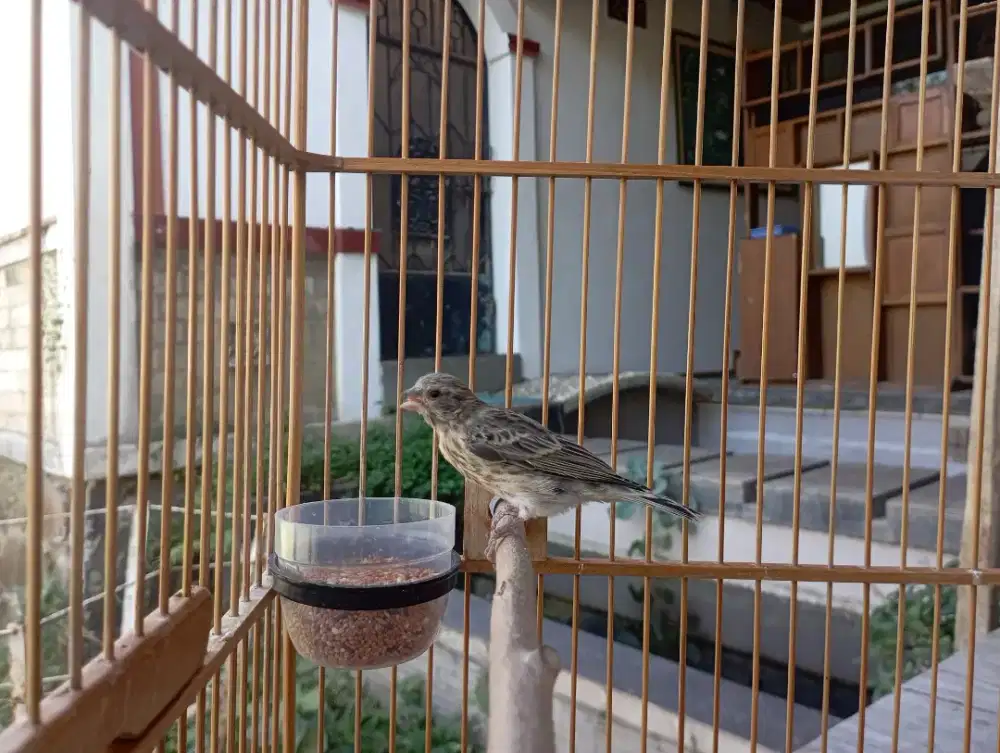 BLACKTHROAT ANAK JANTAN USIA 2 BULAN