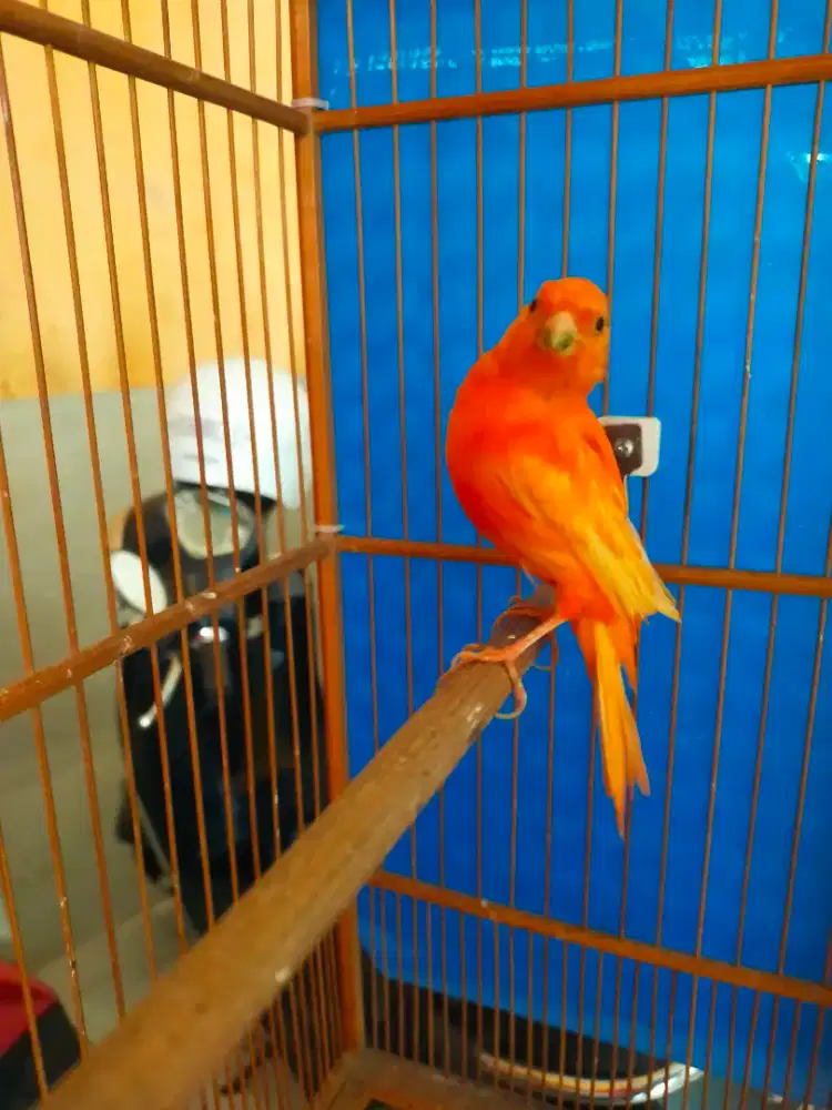 Burung kenari merlok gacor door