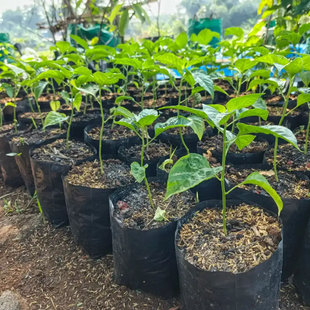 Bibit cabe rawit merah