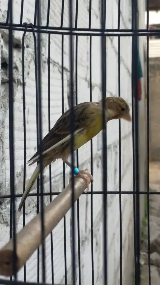 Burung kenari F1sfbb paud/anak jantan