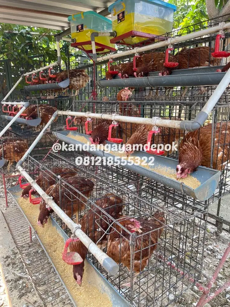 Ayam Petelur Produktif
