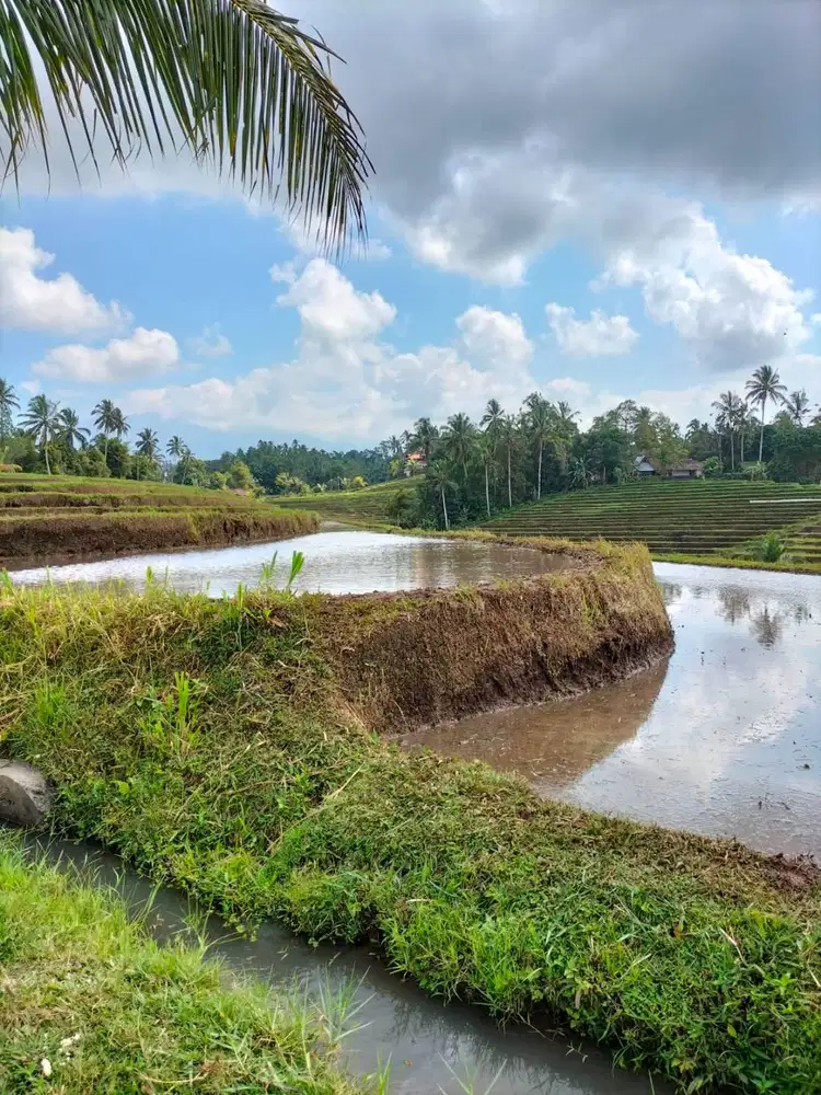 Dijual Murah Tanah SHM Lt 4300 m2 di Penebel Tabanan Bali