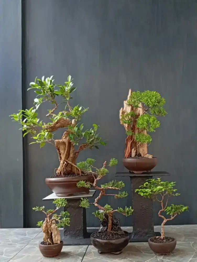 Bonsai hias ada 5 pohon siap pajang