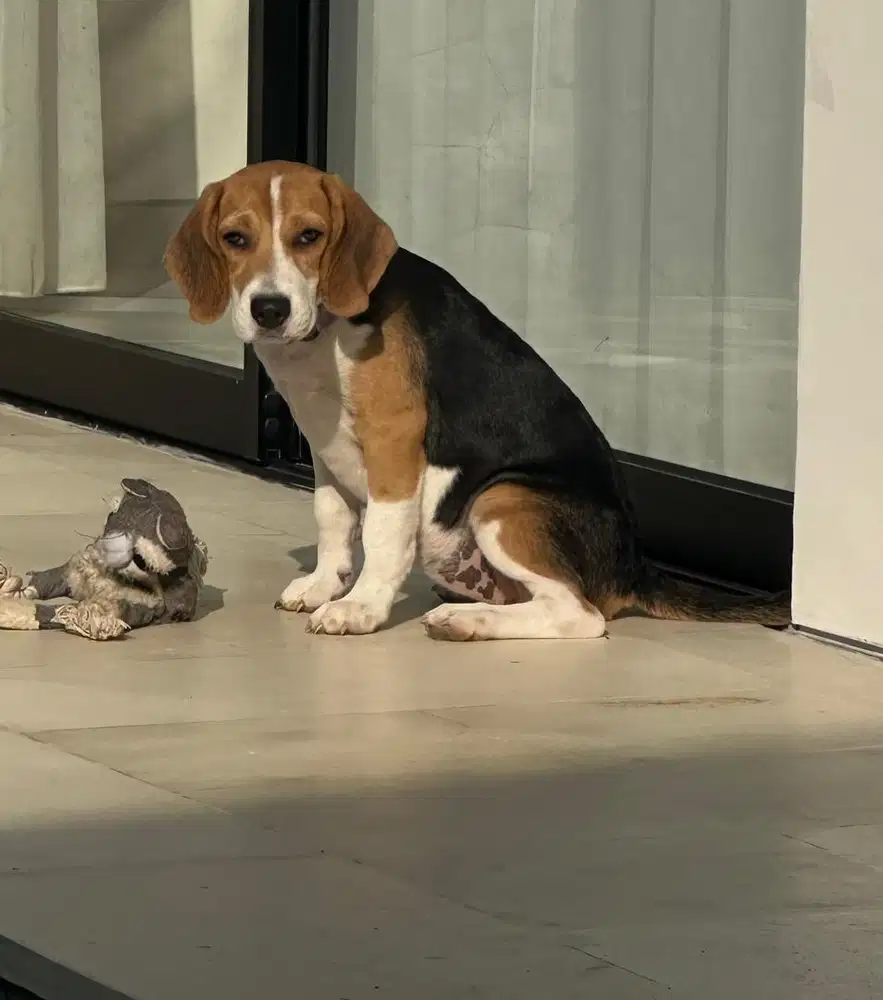 Anjing Beagle betina