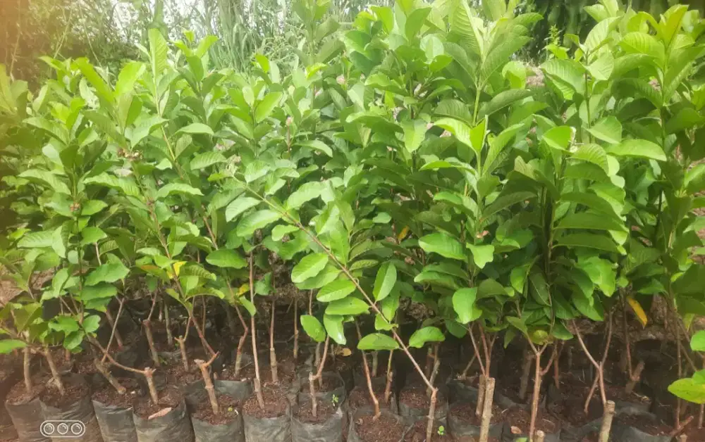 Bibit Jambu Kristal Super