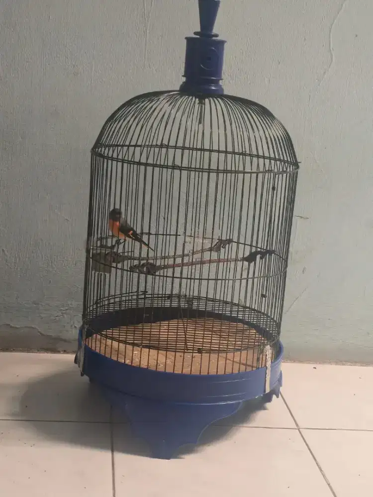 burung mantenan fs