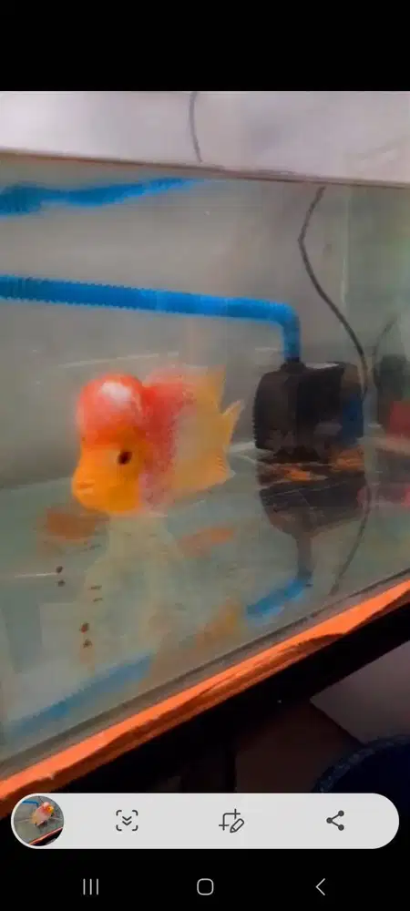 Ikan louhan gb 5  jari