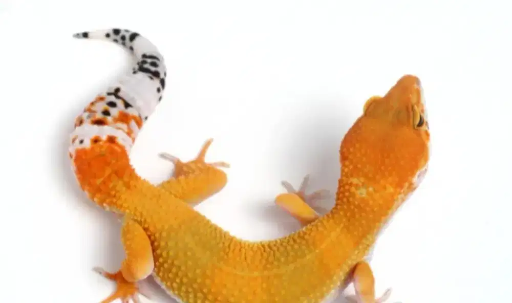 Gecko sunglo jual ceppat