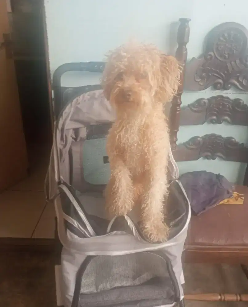 Jual /Lepas adopsi Anjing Pudel