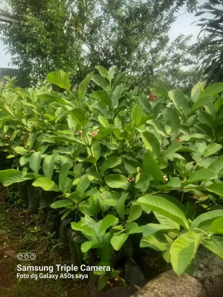 BIBIT JAMBU KRISTAL MURAH