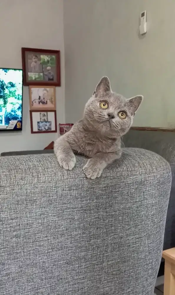 BRITISH SHORTHAIR/BSH BLUE