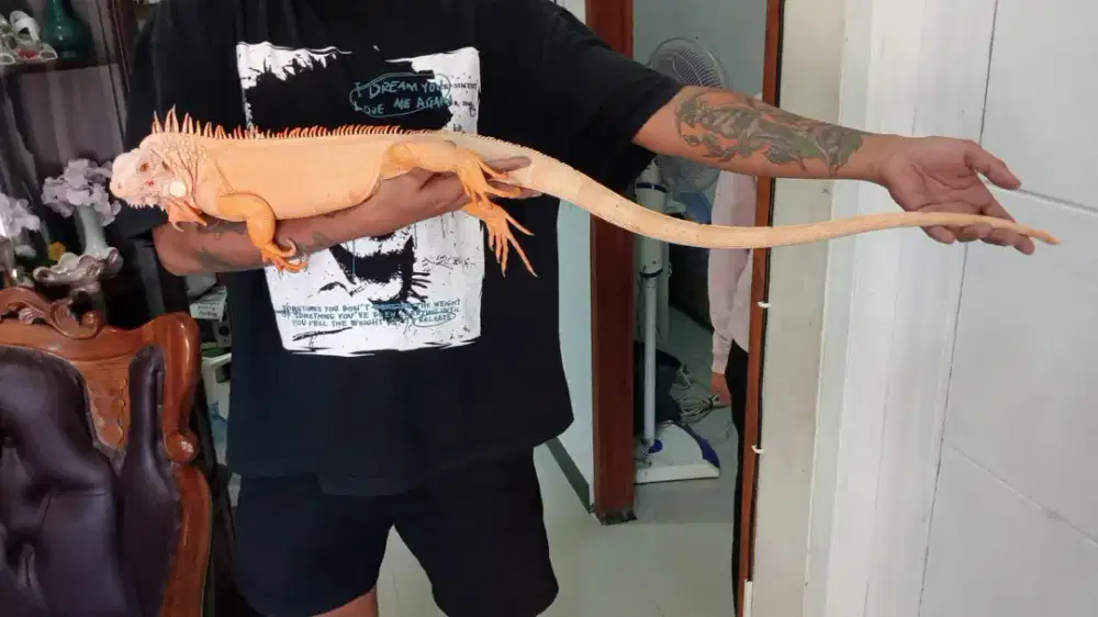 Iguana red albino