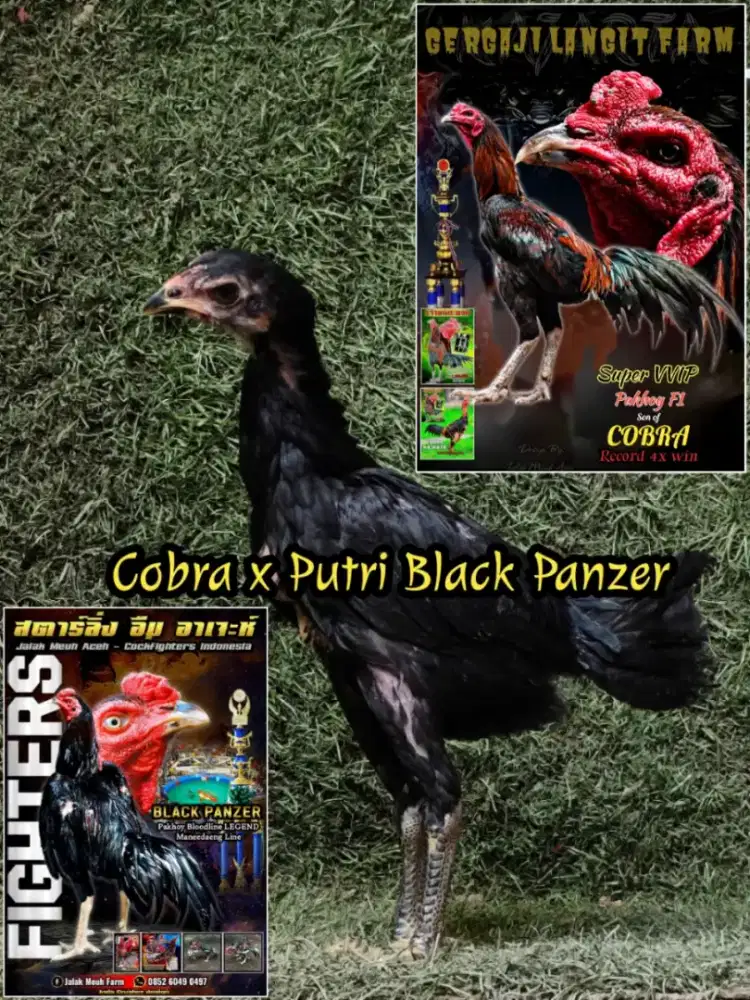 Jual anakan Pakhoy betina usia 2 bulan
