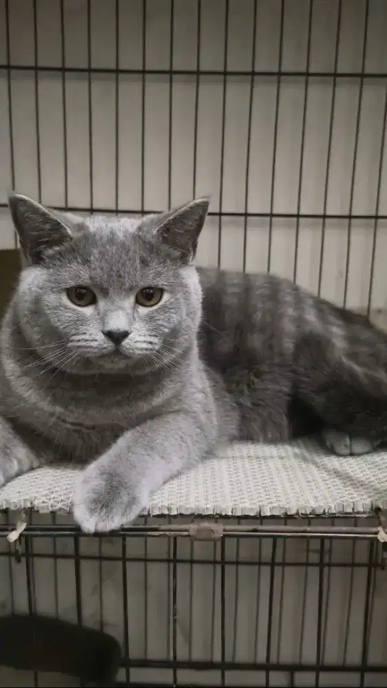 kucing Bsh pure jantan 8 bln