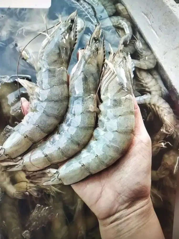 Udang vaname segar