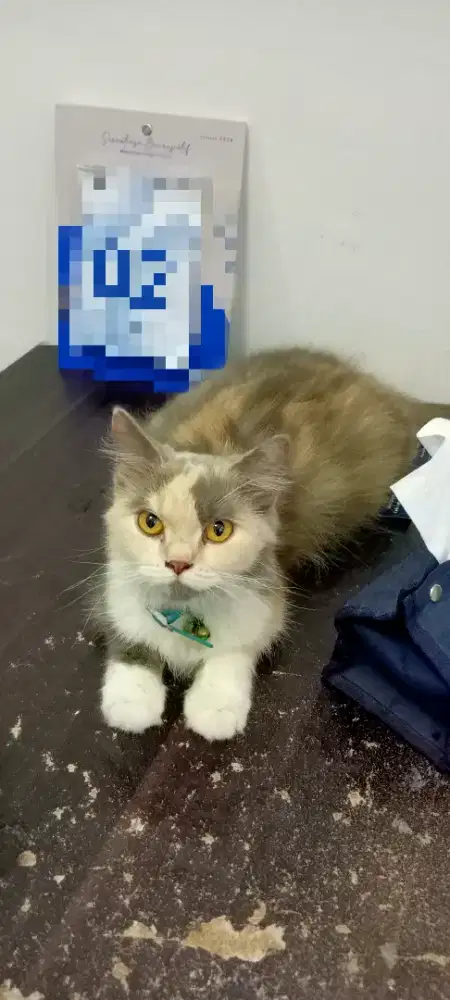 Persia calico dilute