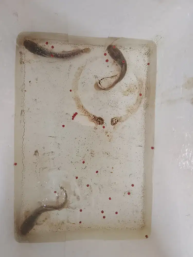 Ikan Lele 15 cm