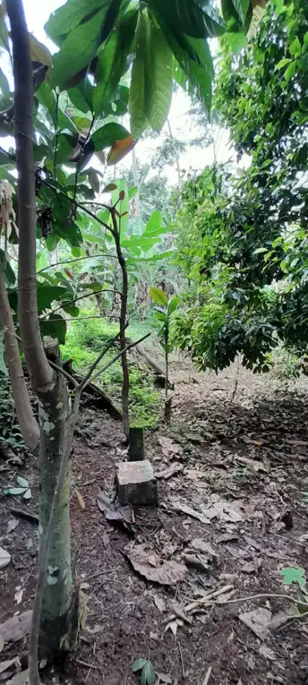 Tanah Kebun SHM Murah di Tambahrejo Pageruyung Kendal – Investasi Aman