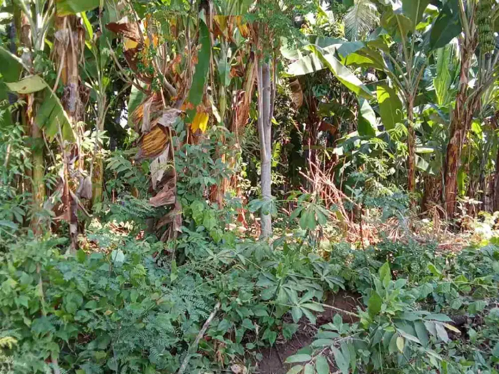 Jual Tanah 10.000 m² Siap Bangun Lovina - Bali