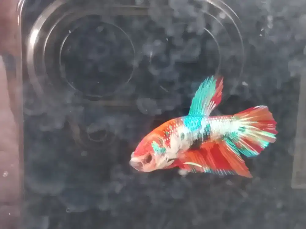 Ikan Cupang Multi Colour