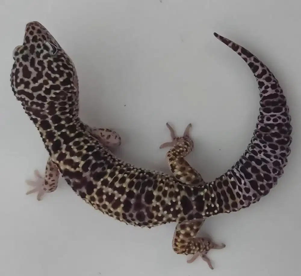 LEOPARD GECKO ALL MORP