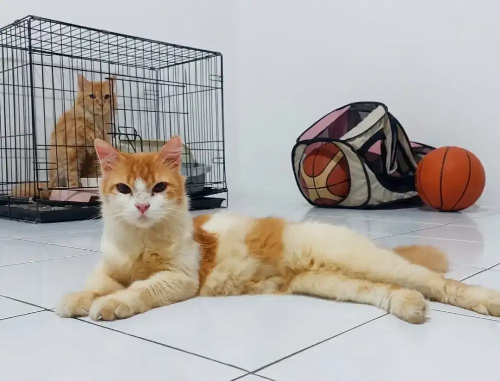 Kucing persia betina