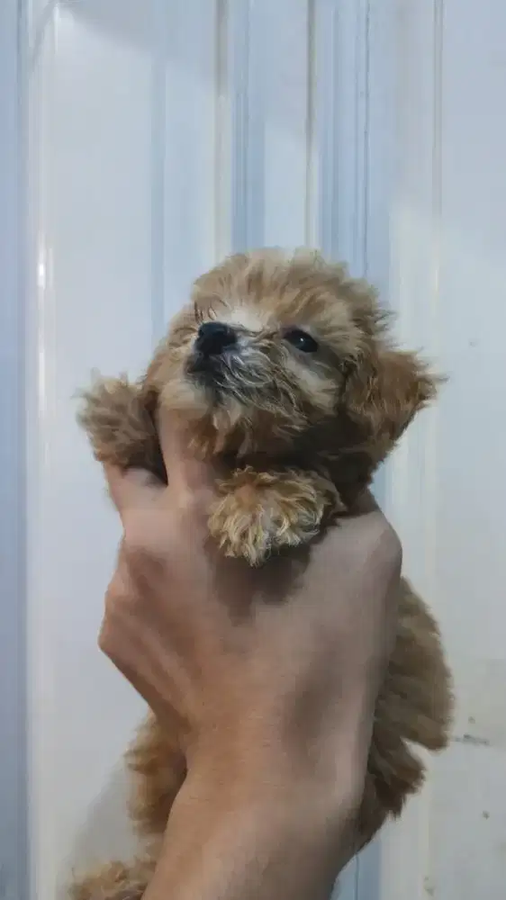 Anjing Maltipo Jantan 1,5 bulan