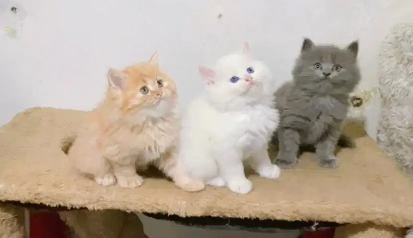 Kucing persia abu solid dan redpoin
