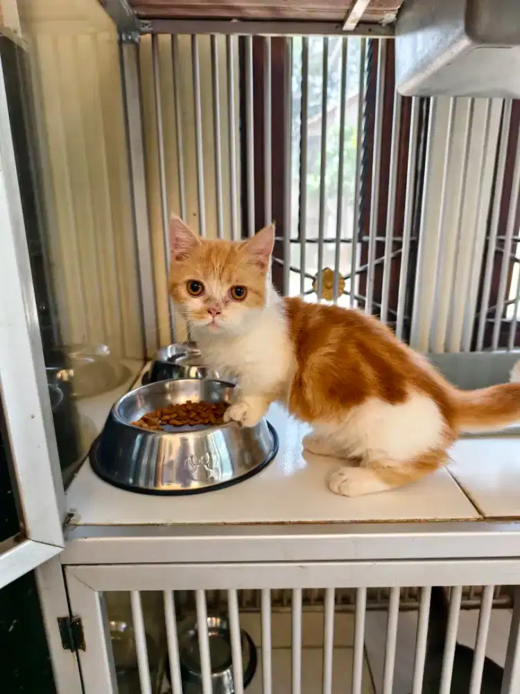 Munchkin bsh cebol jantan