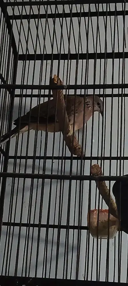 Derkuku lokal kuk 4,5.