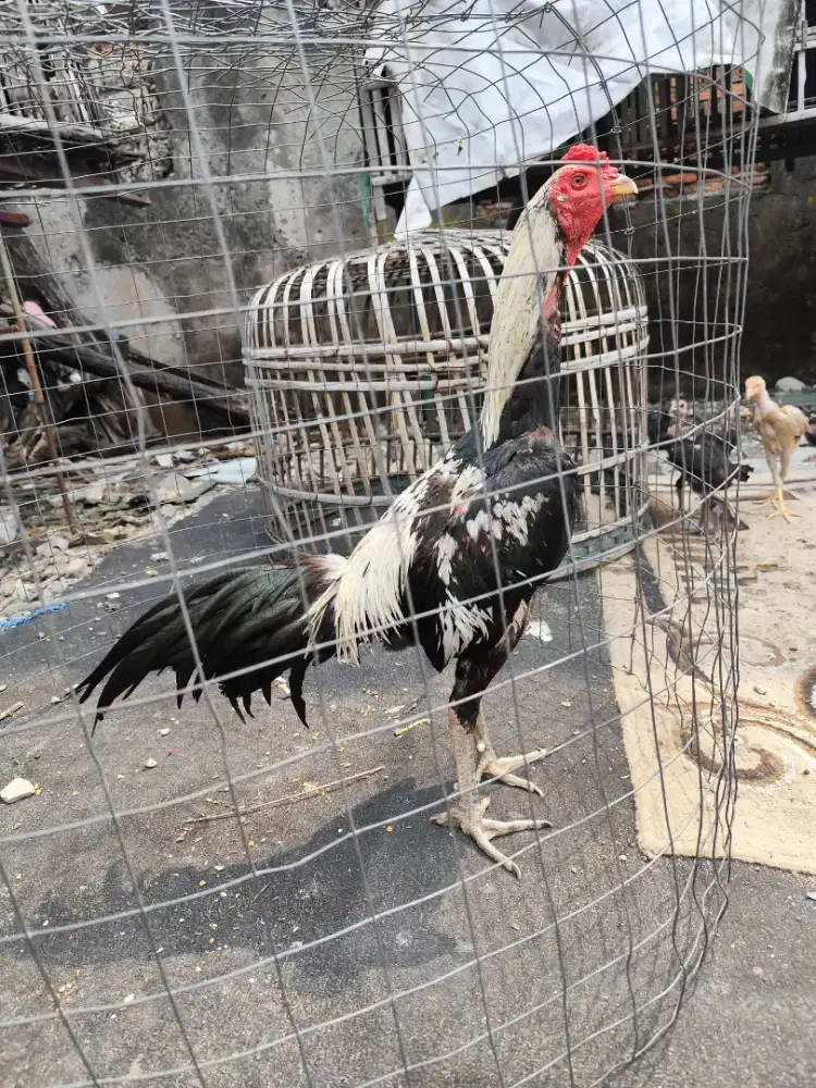 Ayam bangkok pakhoy (khoytrad) alea