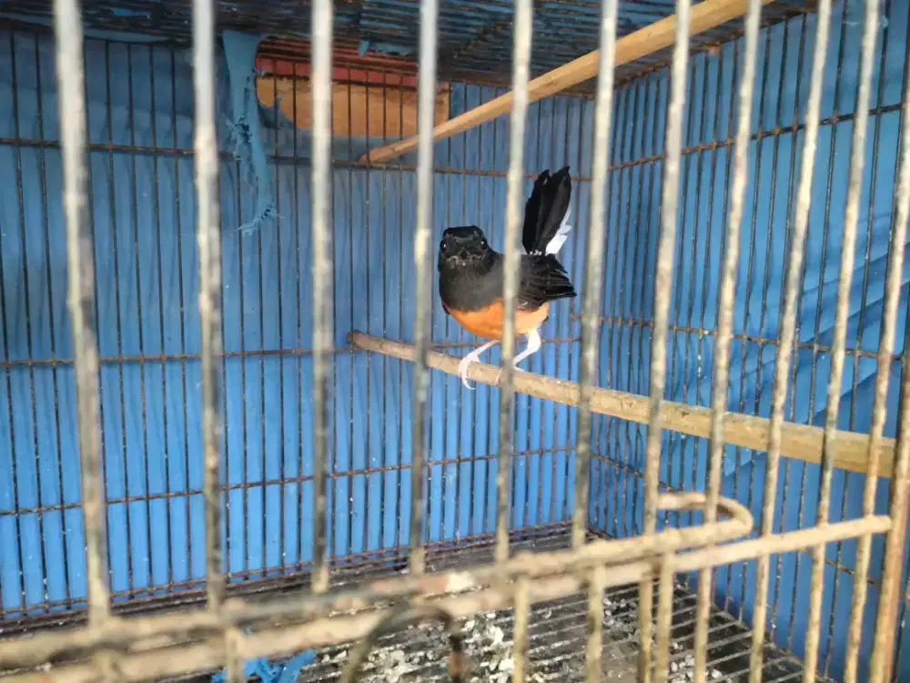 Burung murai betina