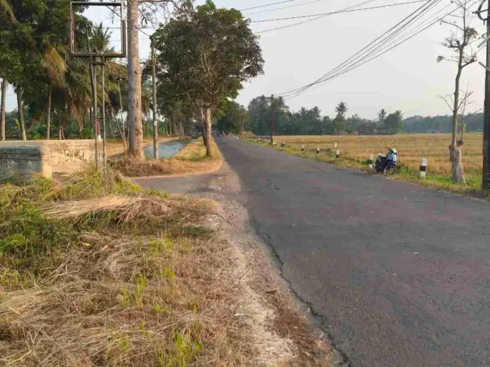 sawah minggir slmn