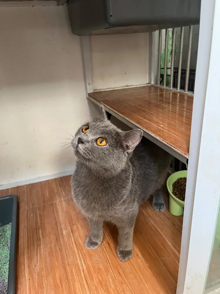 Lepas adop bsh blue betina